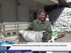 ΞΥΛΟΚΑΡΒΟΥΝΟ ΜΠΑΜΠΟΣ